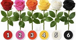 Διάλεξε ένα τριαντάφυλλο και ανακάλυψε τι είδους γυναίκα είσαι