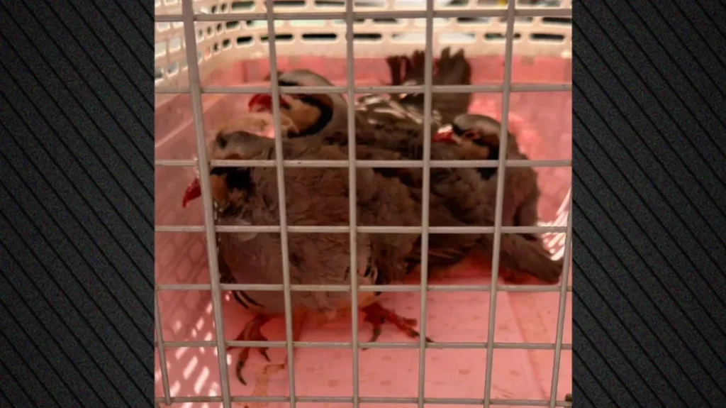 Απίστευτα πράγματα στους Αμπελόκηπους: Είχε στην ταράτσα του… 31 κοτόπουλα και 10 πτηνά, 10 κατσίκες και 3 ερίφια