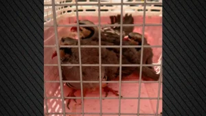 Απίστευτα πράγματα στους Αμπελόκηπους: Είχε στην ταράτσα του… 31 κοτόπουλα και 10 πτηνά, 10 κατσίκες και 3 ερίφια