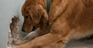 Ο σκύλος μου άρχισε να ξύνει μανιασμένα τον τοίχο πίσω από την κούνια της οκτώ μηνών κόρης μου: στην αρχή νομίσαμε ότι απλώς είχε τρελαθεί, αλλά