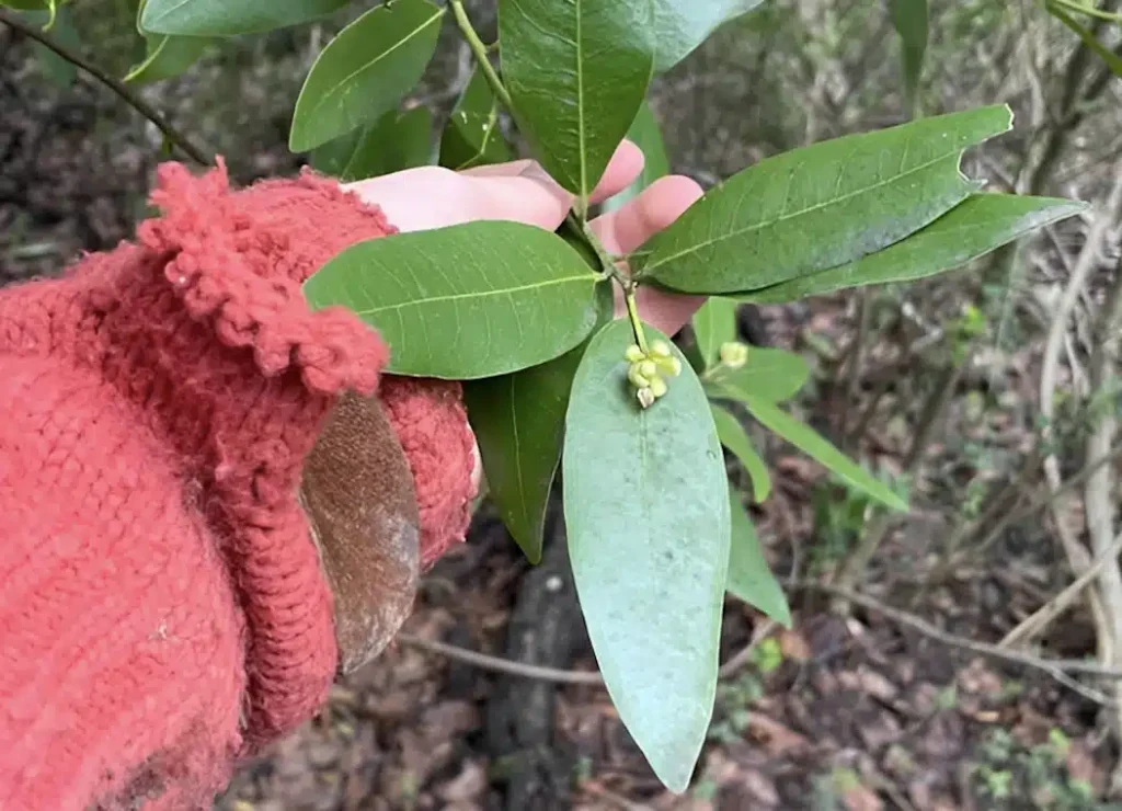 Το «βότανο της χριστιανοσύνης» που αντιμετωπίζει τις πέτρες στα νεφρά και τον διαβήτη και βελτιώνει τη μνήμη