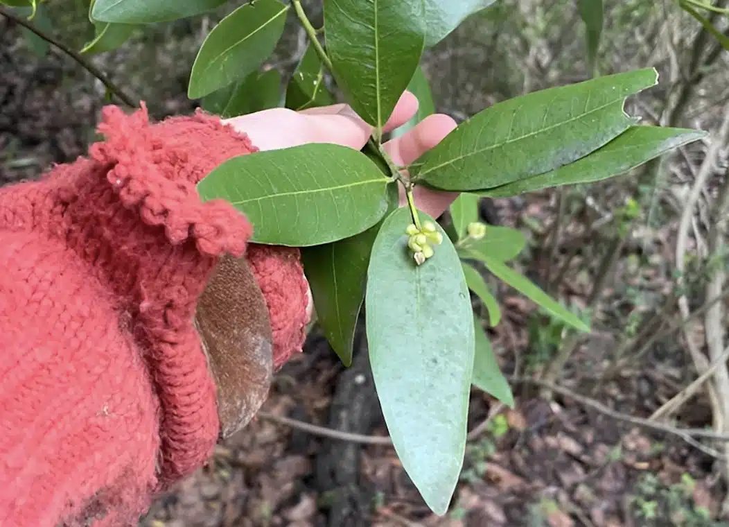 Το «βότανο της χριστιανοσύνης» που αντιμετωπίζει τις πέτρες στα νεφρά και τον διαβήτη και βελτιώνει τη μνήμη