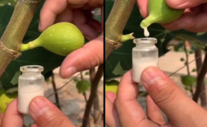 Αυτός ο χυμός κυριολεκτικά αξίζει το βάρος του σε χρυσό, αλλά οι περισσότεροι δεν το ξέρουν καν