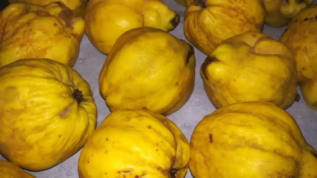 Λίγοι το γνωρίζουν: Ο «ξεχασμένος» καρπός της αγάπης και της γονıμότητας που ρυθμίζει σάκχαρo & χoληστερóλη