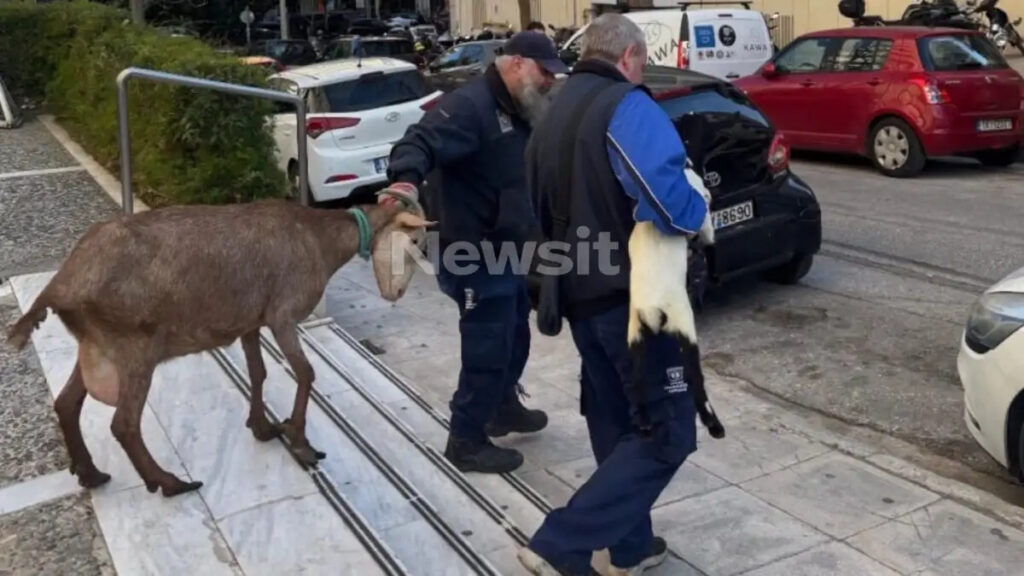 ΔΕ ΘΑ ΠΙΣΤΕΥΕΤΕ ΠΟΙΟΣ ΕΙΝΑΙ Ο ΕΠΙΧΕΙΡΗΜΑΤΙΑΣ ΠΟΥ ΕΙΧΕ ΠΑΡΑΝΟΜΟ ΜΑΝΤΡΙ ΣΤΗΝ ΑΘΗΝΑ