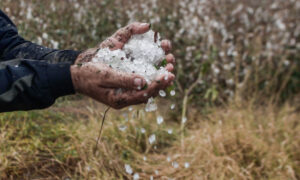 Ολοσχερής καταστροφή σε καλλιέργειες από ισχυρή χαλαζόπτωση – Βίντεο