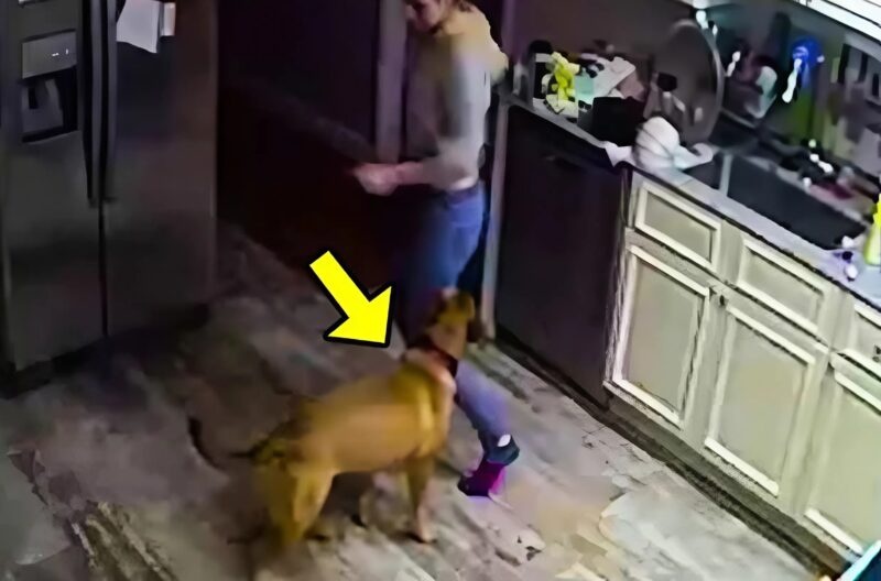 Η γυναίκα παραπονιόταν ότι ο σκύλος τους την επιτίθεται συνέχεια χωρίς λόγο· ο άντρας δεν την πίστεψε και αποφάσισε να εγκαταστήσει μια κάμερα για να παρακολουθεί τη γυναίκα και τον σκύλο, αλλά αυτό που είδε στην οθόνη τον σόκαρε